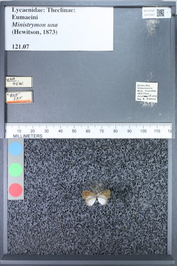 Media type: image;   Entomology 72467